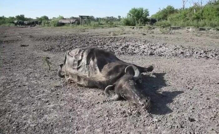 Uruguay: a punto de quedar sin agua potable
