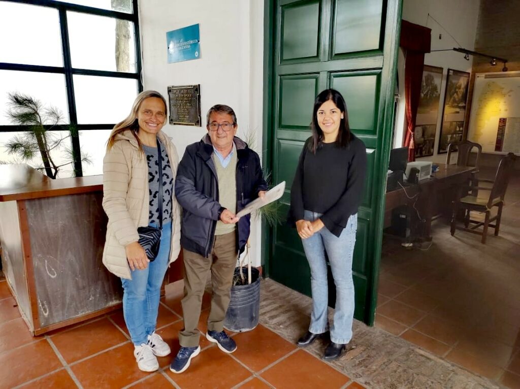 Un nieto del Pino Histórico será plantado en la localidad santafesina de San Guillermo