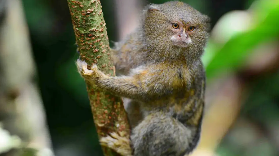 El mono leoncito, el primate más pequeño del mundo