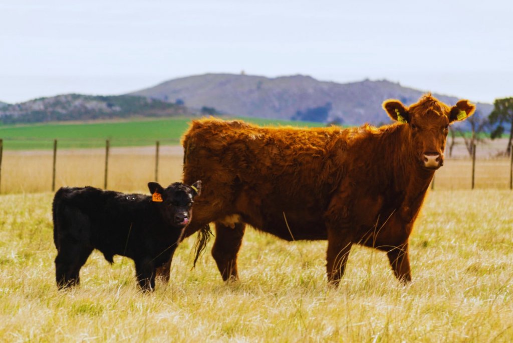 Un análisis sobre el derrumbe del stock bovino: cuando la sequía política es peor que la climática
