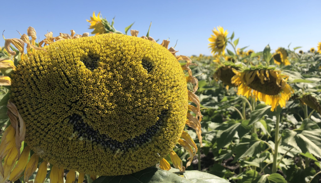 Una cosecha sin techo: en el tramo final de la campaña, el girasol agranda más el récord 2026/27