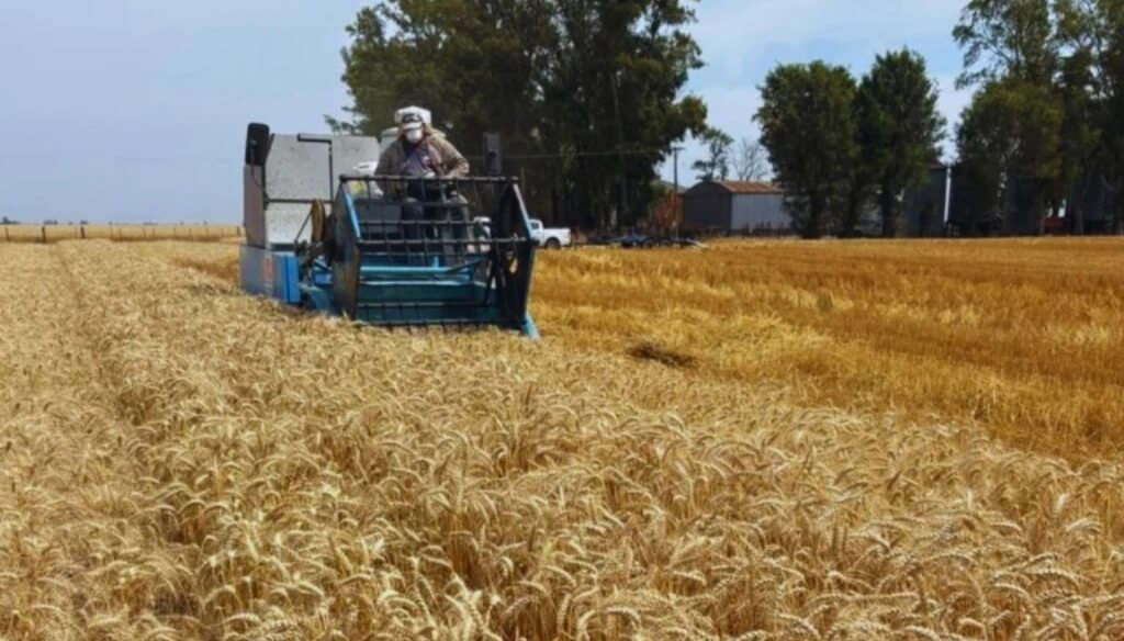 Fertilización “estratégica”: cómo sostener los rindes y mejorar la eficiencia en una campaña ajustada