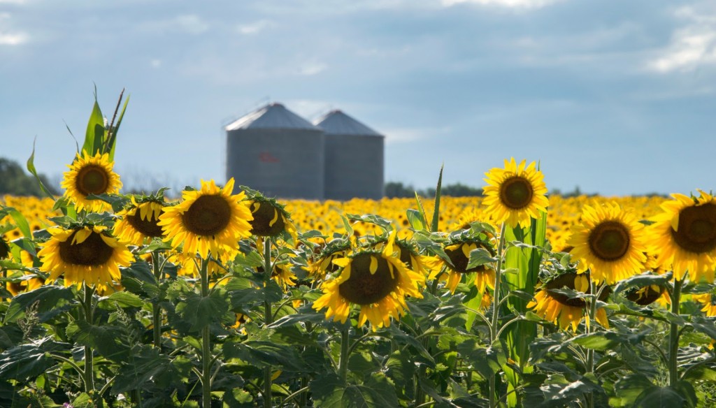 El mundo le sigue poniendo fichas al girasol argentino: el USDA ya anticipa otra campaña de expansión