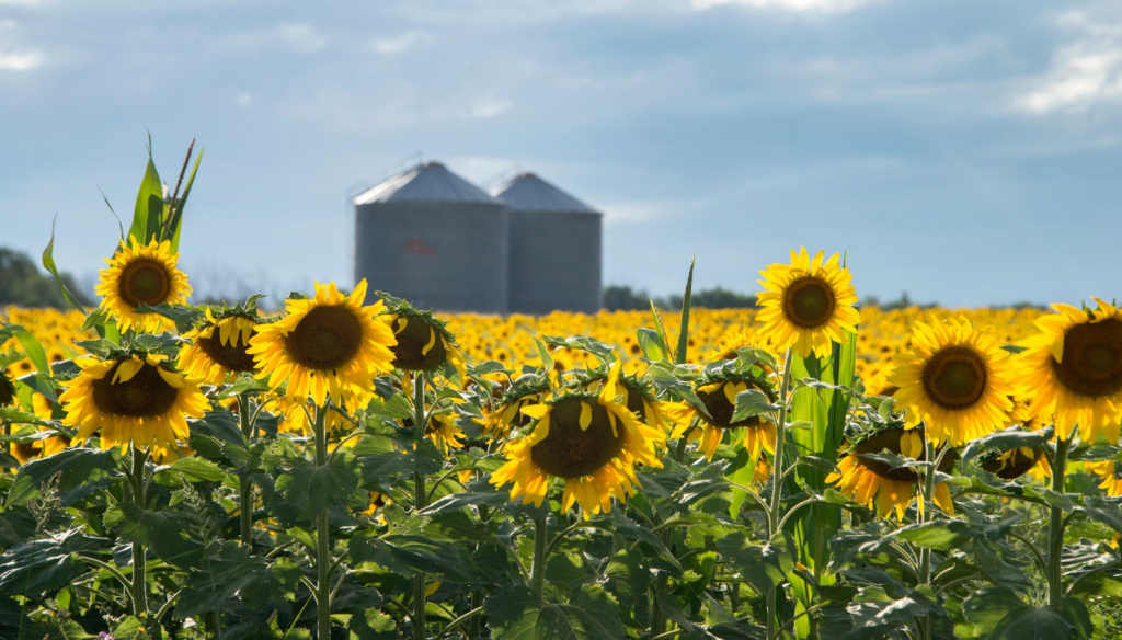 El mundo le sigue poniendo fichas al girasol argentino: el USDA ya anticipa otra campaña de expansión