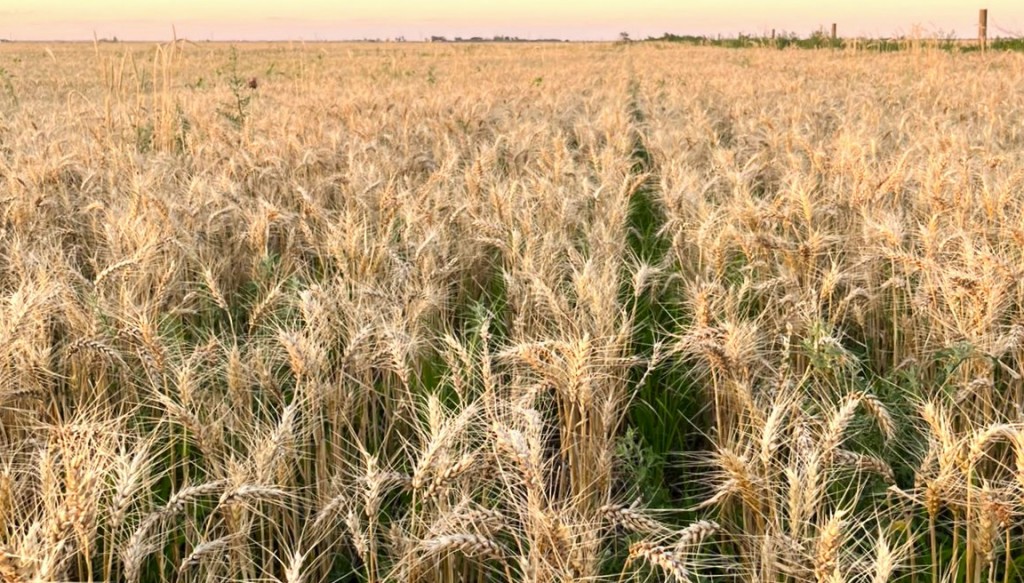 Siembra de trigo: desde Rosario avizoran 500.000 hectáreas menos, por el alto costo de la urea