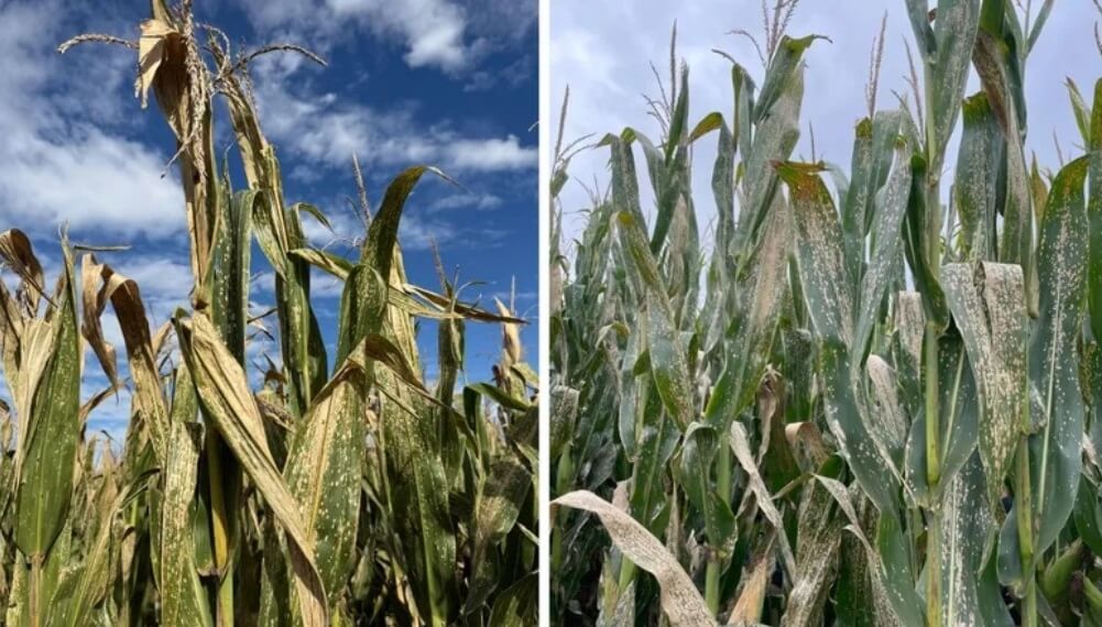 Una alerta sanitaria en el maíz: la mancha blanca gana terreno y obliga a estar atentos
