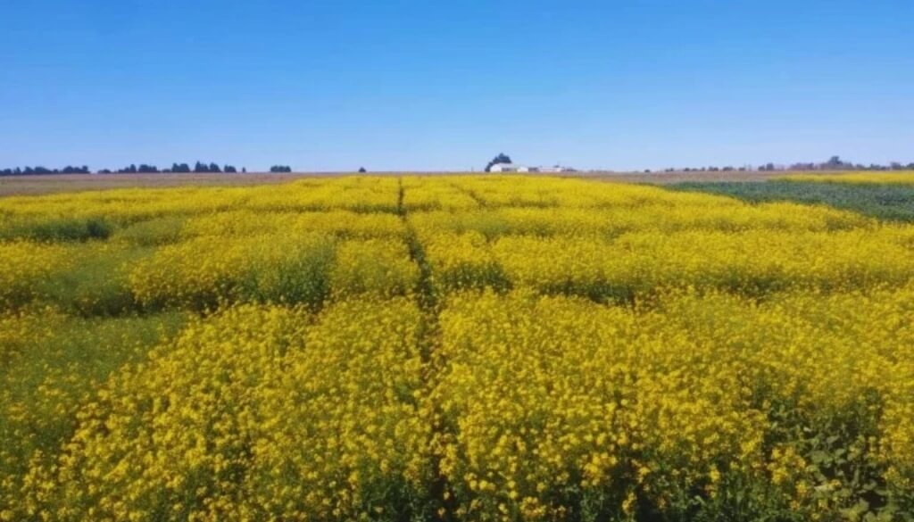 Malezas: actualizan un “manual” para el control con herbicidas en camelina, colza y carinata