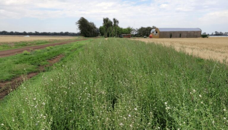 La biodiversidad “florece” en los bordes y ayuda a producir más, con menos malezas y plagas