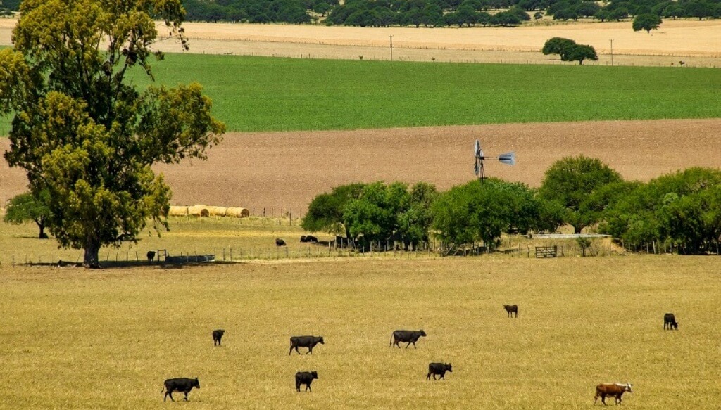 En el partido del cuidado del carbono, la ganadería con pastoreo rotativo le gana por goleada a la agricultura