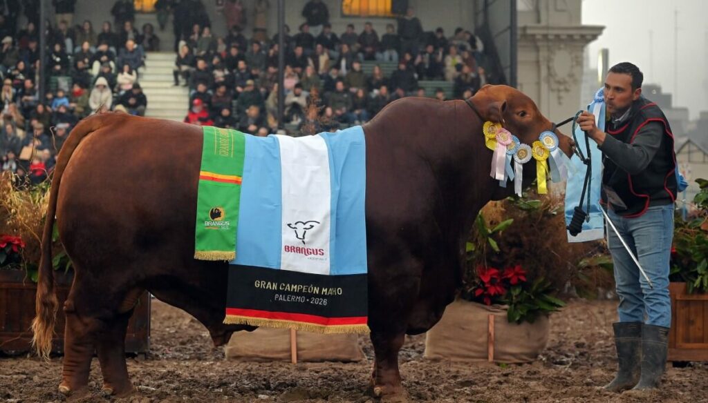Ganó los grandes campeones tanto macho como hembra en Palermo y cuenta los secretos del éxito cabañero