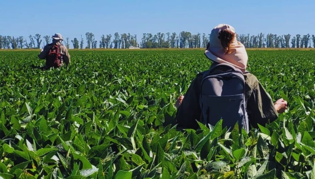 La polinización también define a la soja: un hallazgo del INTA y el Conicet cambia un paradigma agrícola