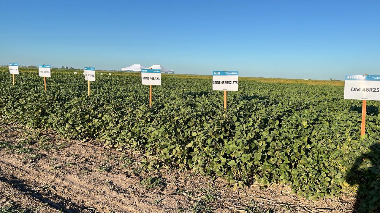 La soja dejó su marca: con techos de 5.900 kg/ha en zona núcleo, ¿cuáles fueron los cultivares más rendidores?