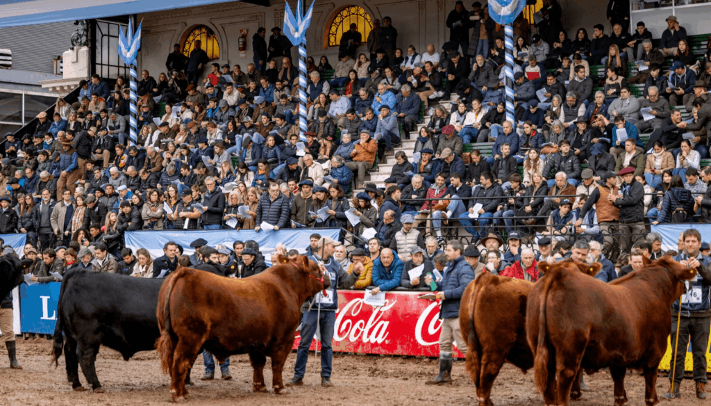 Los Angus vienen marchando hacia Palermo: habrá 500 animales y 140 expositores en La Rural