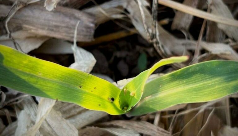 Chicharrita del maíz: recomiendan una “veda regional” y no confiarse con el frío, para evitar su proliferación