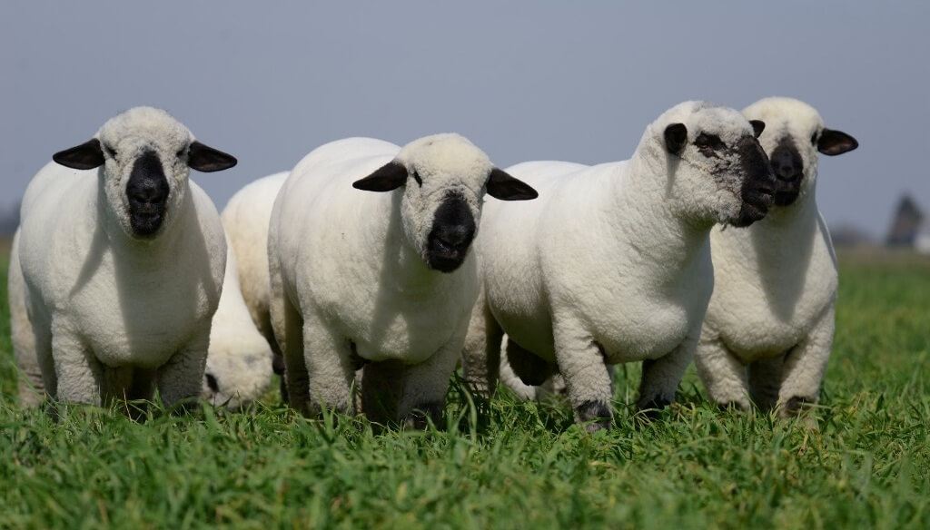 La carne ovina también vive un empuje exportador: crecimiento del 34% en el primer semestre