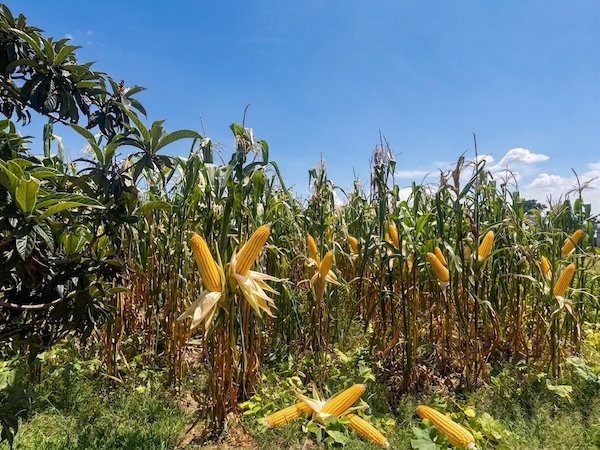 Obtienen baja utilidad o pérdida productores de maíz en México: UNTA 