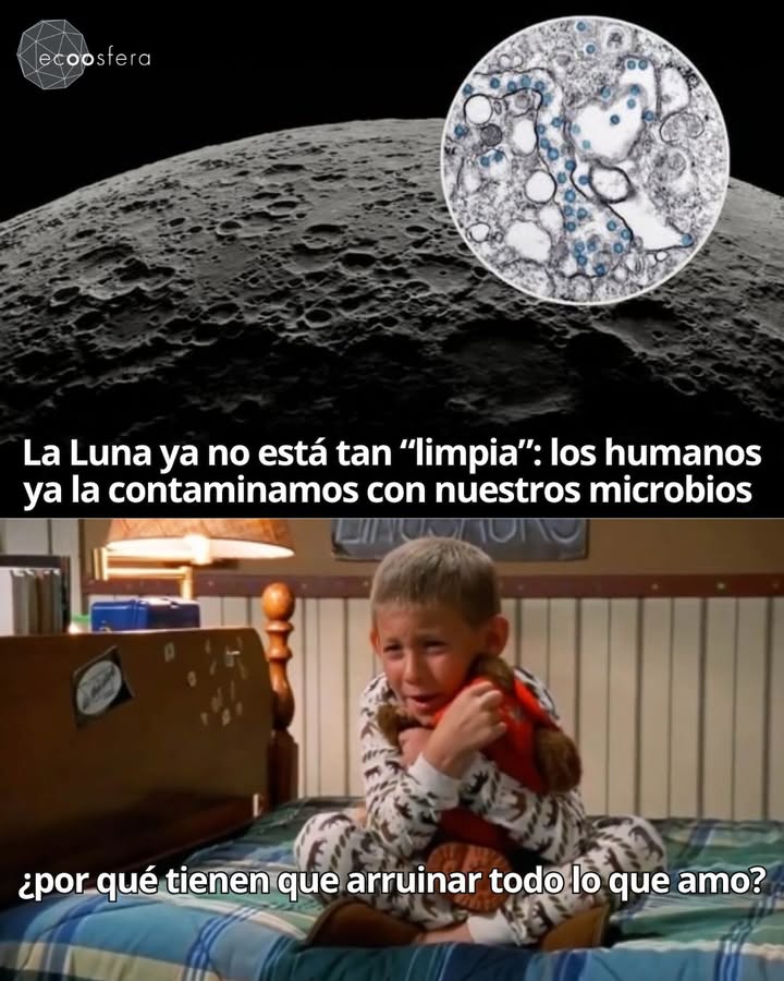 Los microbios que los humanos dejaron en la Luna