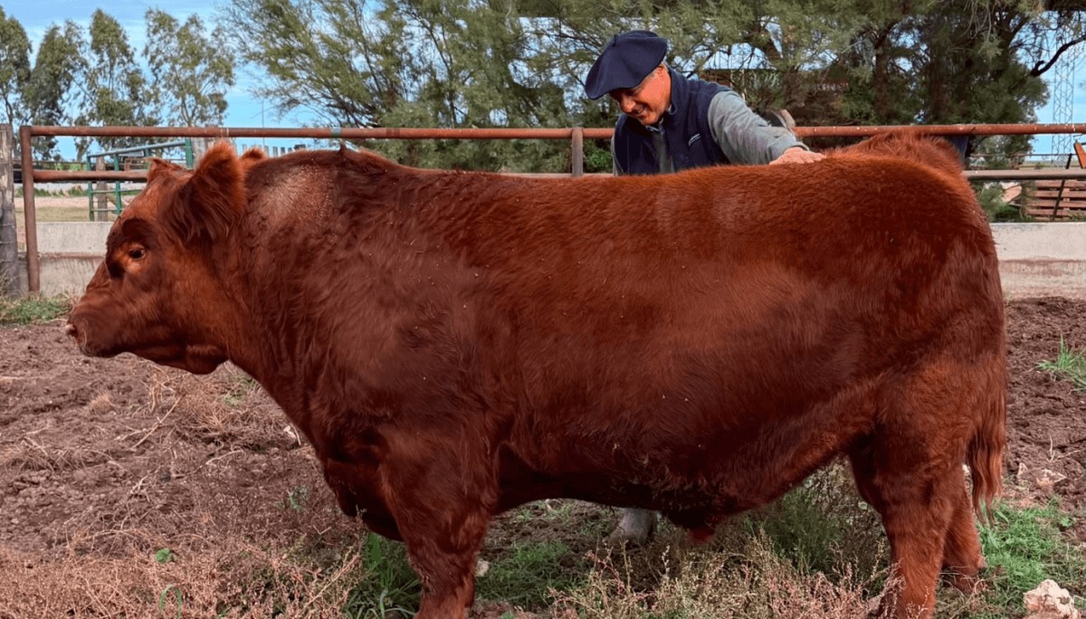 El toro argentino más caro de la historia: un macho Angus se vendió por $ 300 millones el 50%