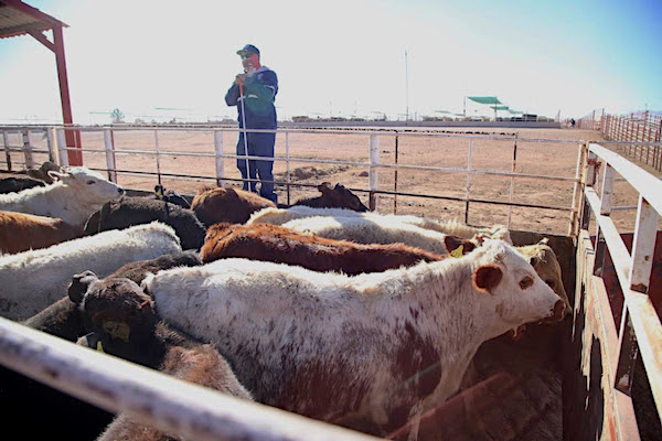 Reinicia este lunes exportación de ganado mexicano a EU