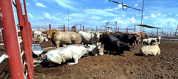 Exportación de ganado mexicano a EU será muy baja en 2026; crecerá la de carne, reporta USDA