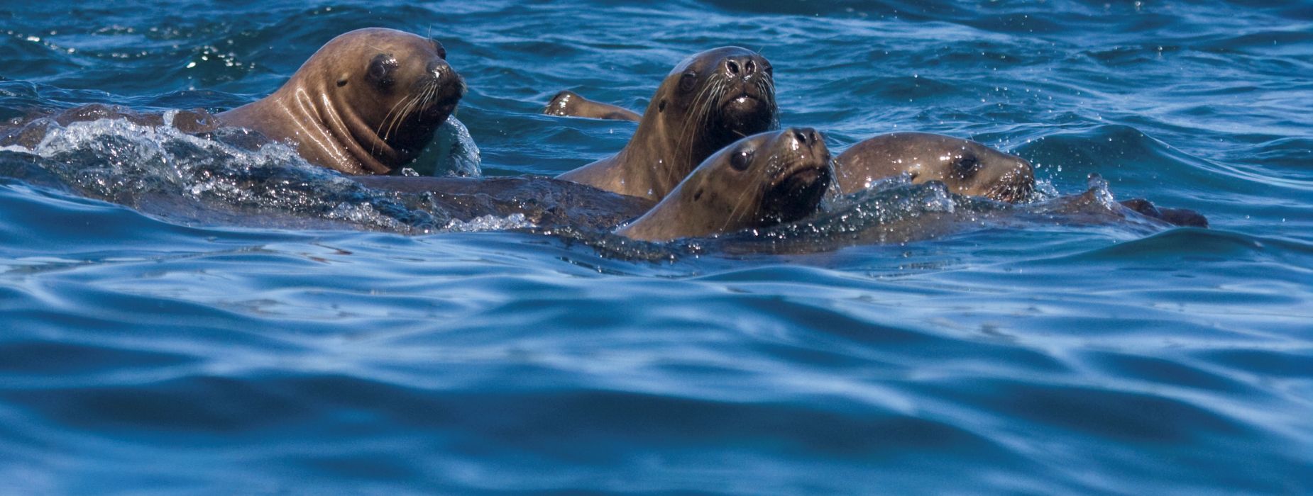 Chile: Ecoceanos y Centro de Conservación Cetácea lanzan campaña ciudadana “No + Matanzas de Lobos Marinos” para impedir el plan ecocida del Gobierno