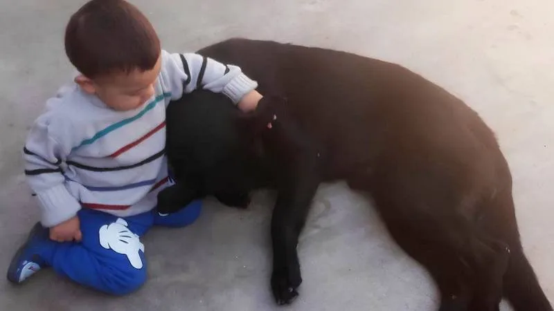 «Mi hijo no para de sufrir»: consternación en Rosario por Rocco, el perro ultimado de un tiro en la cabeza