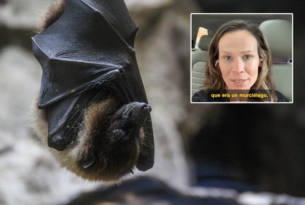 Estados Unidos: una doctora se despertó con un murciélago que intentaba meterse en su boca