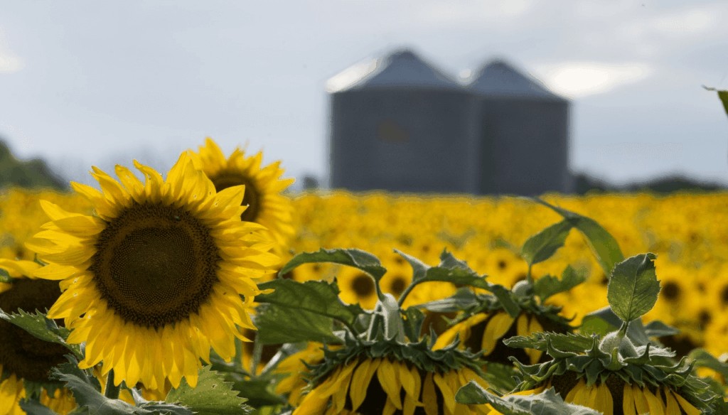 Comenzó la siembra de girasol y finaliza la de trigo, mientras el maíz sigue empantanado y con miedo a la chicharrita