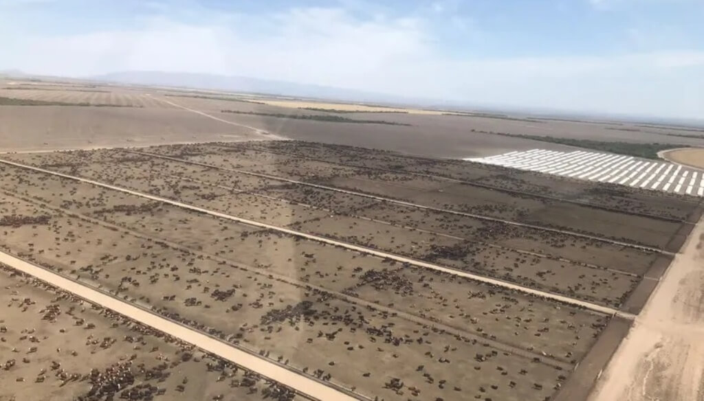 De la agricultura a corrales con 100.000 animales: el modelo que alimenta al feedlot más grande de Argentina