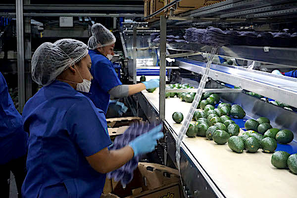 Establece México y EU “mesa permanente” para garantizar seguridad y exportación de aguacate de Michoacán: C. Sheinbaum