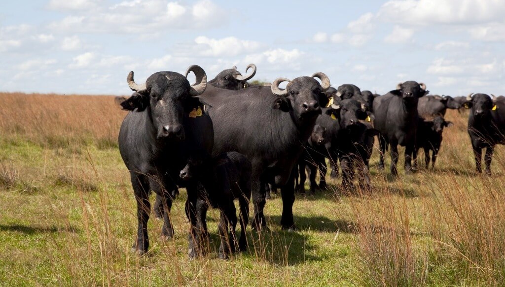 Los búfalos pisan fuerte: el rodeo argentino no para de crecer y tienen una gran oportunidad exportadora