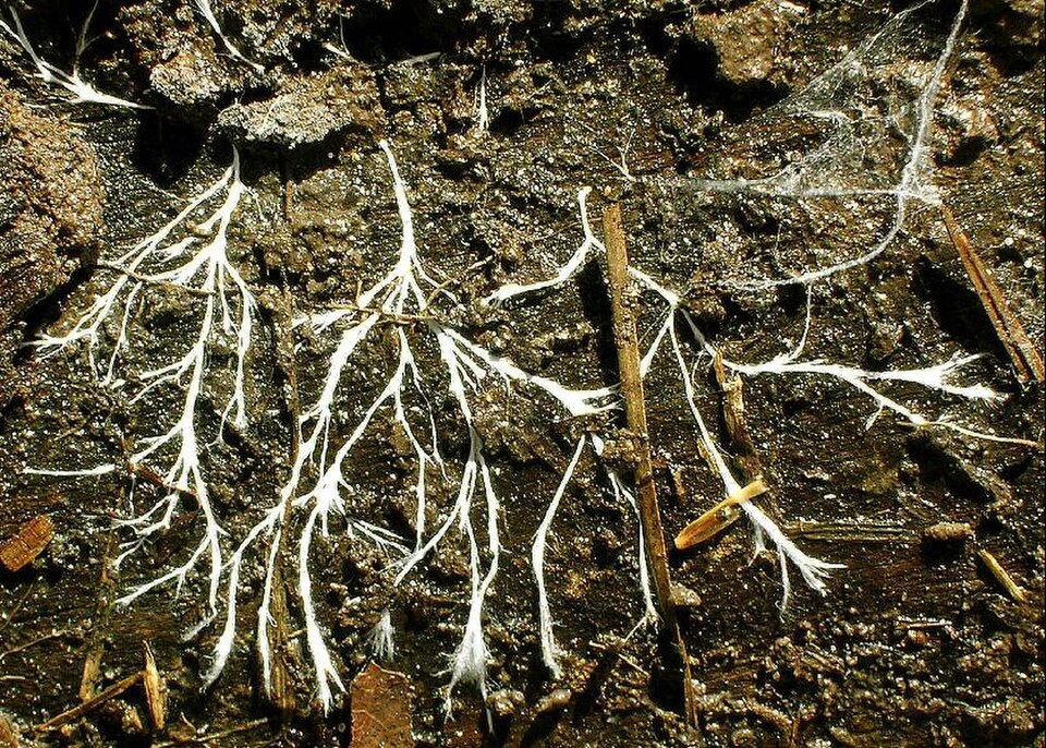 La tierra tiene un “sistema circulatorio” oculto
