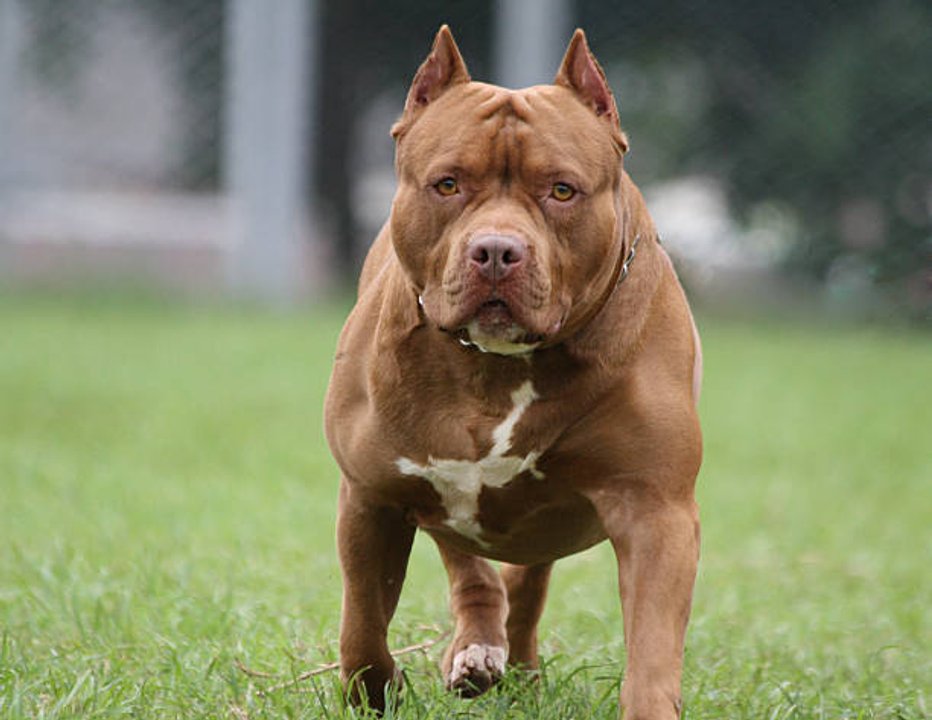 Imputaron a la dueña del pitbull que mató al niño en Córdoba