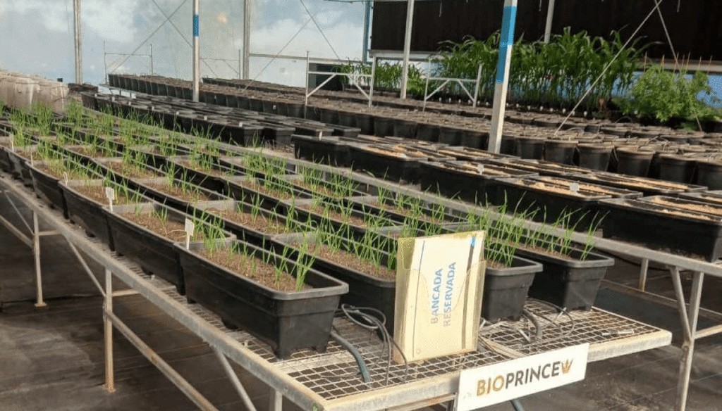 ¿Un hito para los biológicos?: una empresa asegura que avanza con el primer “bioherbicida” argentino