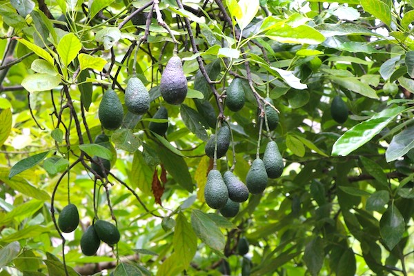 Embajada de EU en México y Sader anuncian “reanudación total” de exportación de aguacate de Michoacán al mercado estadounidense