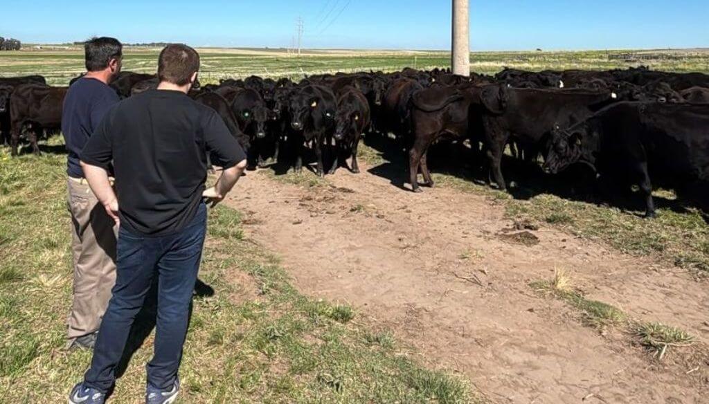 El boom ganadero activa el mercado de reproductores: suben los precios y crece la retención de vientres