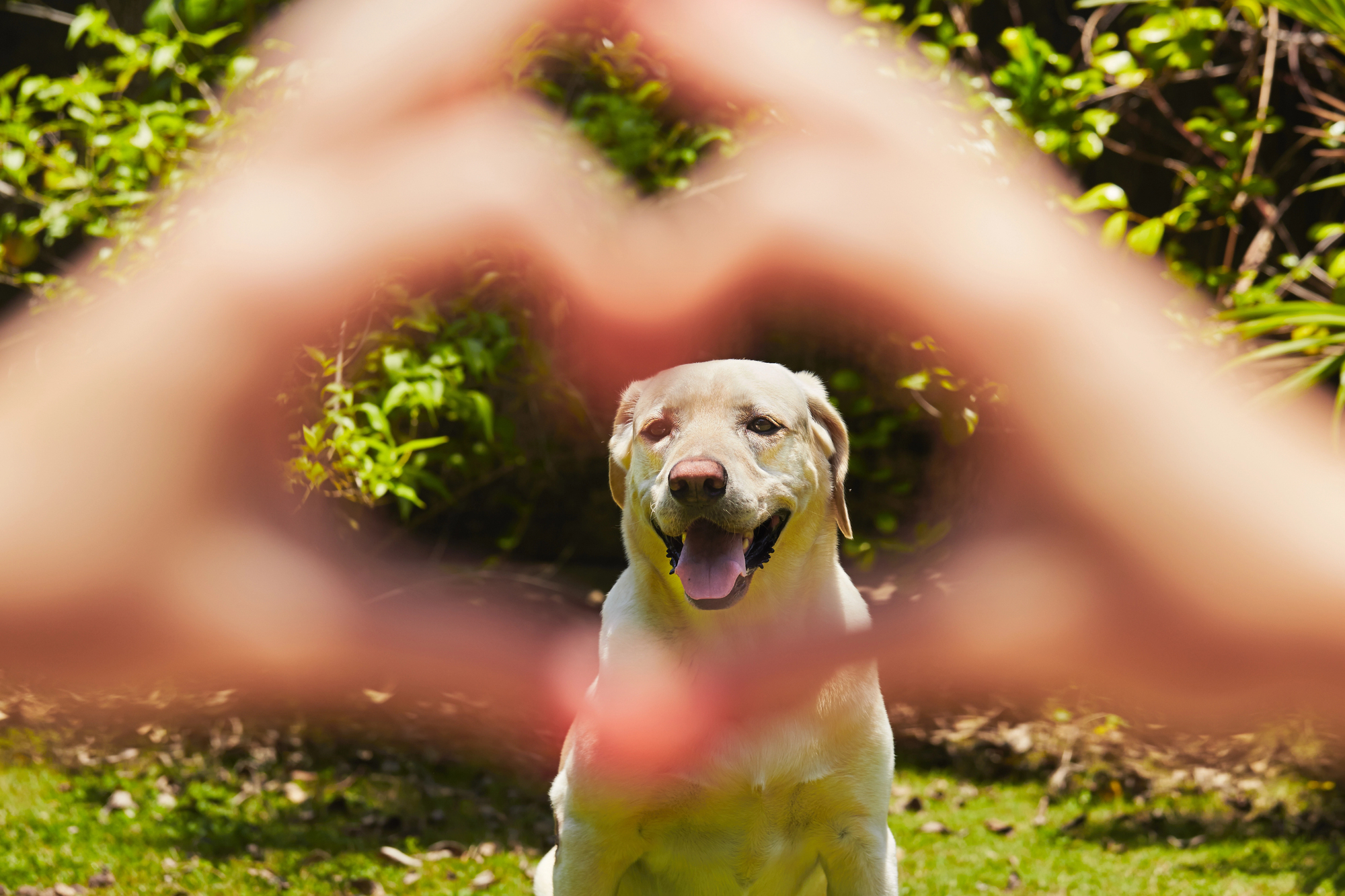 Tu perro es capaz de distinguir las emociones de tu cara