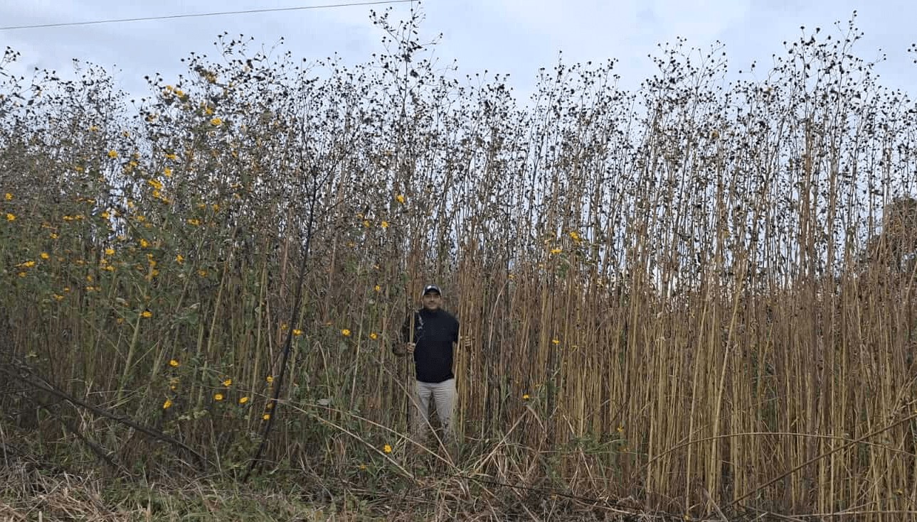 “Pasto cubano”, la gigantesca maleza que enciende alertas: alcanza 7 metros de alto y avanza hacia Córdoba