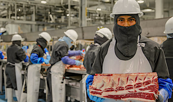 Exportación de ganado en pie y carne de bovino alcanzará 3 mil 700 mdd en 2026: CNOG 