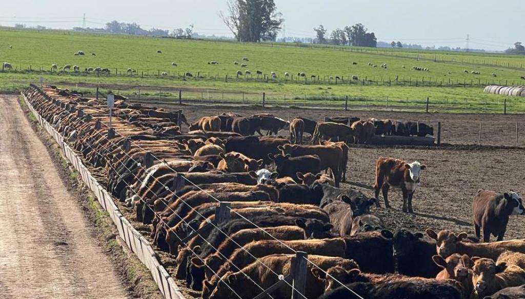 Feedlots recargados con 2 millones de animales: ¿habrá una lluvia de oferta para fin de año?