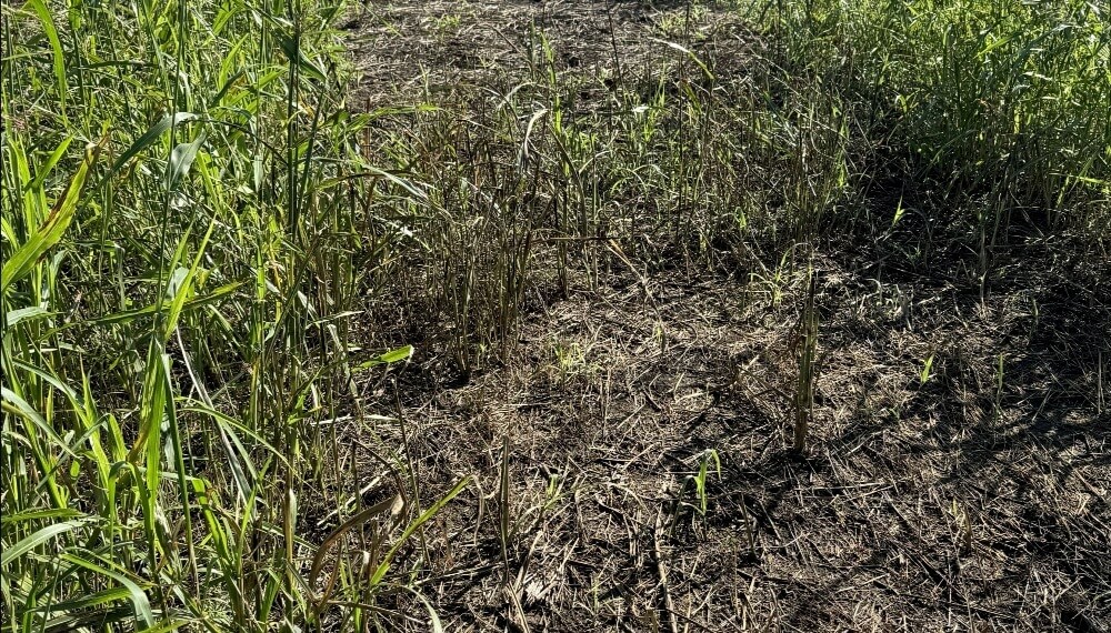 Manejo de herbicidas: con el 2,4-D bajo la lupa, Aapresid recordó los peligros de las mezclas