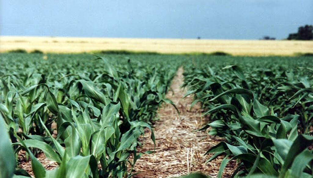 Solo el 26% de los campos mide sus suelos: la asignatura pendiente que agrava el déficit nutricional