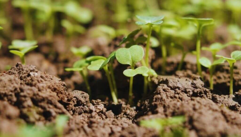 A 30 años de la consolidación de la siembra directa: ¿cuál es el próximo salto agronómico revolucionario?