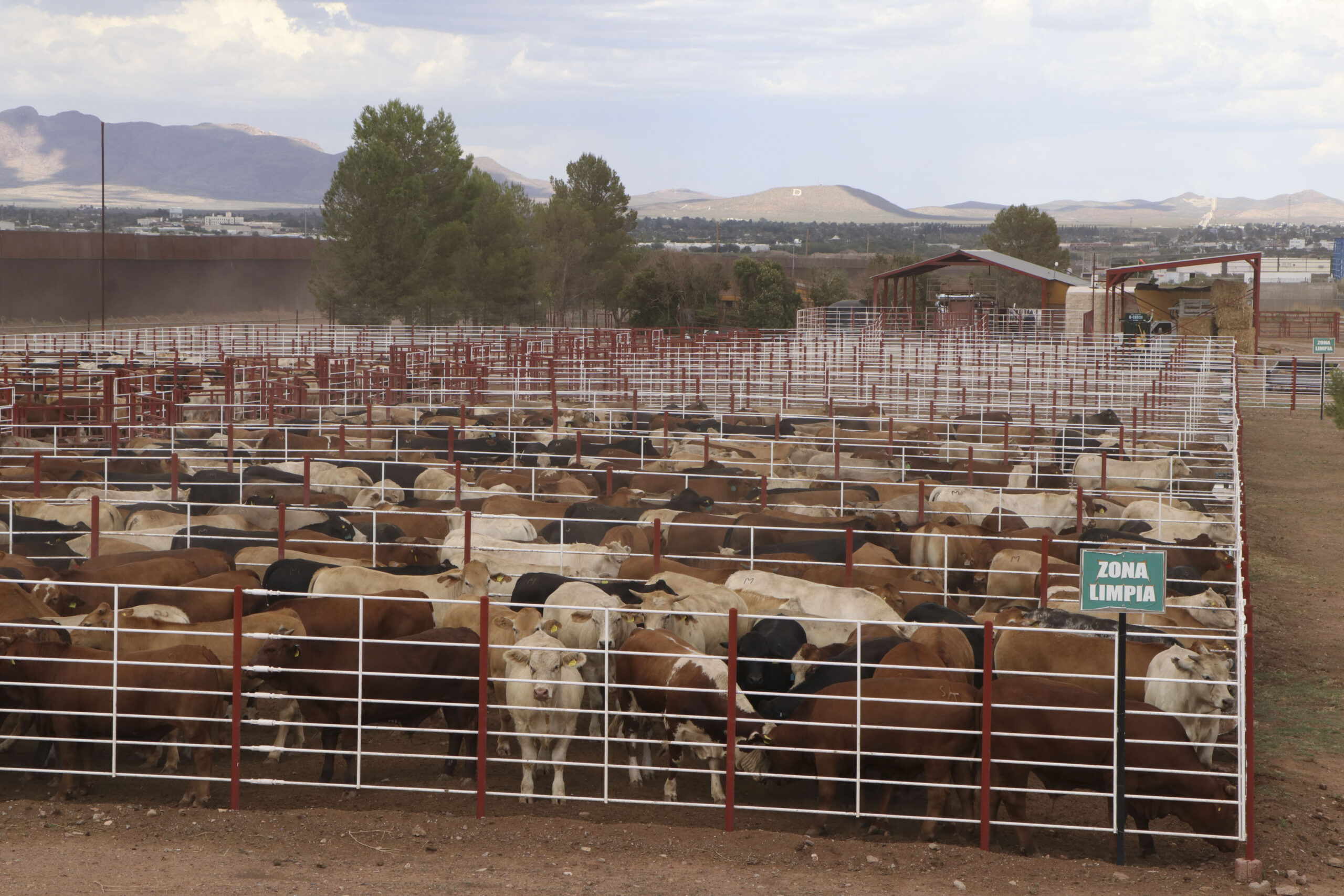 Reanudarán exportación de ganado mexicano a EU por frontera de Chihuahua